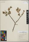 Foto von Salix padophylla Rydb.